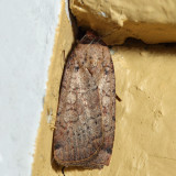 10915  Variegated Cutworm Moth  Peridroma saucia