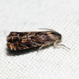 3429  Lesser Appleworm Moth  Grapholita prunivora