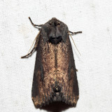 9452 – Iris Borer – Macronoctua onusta