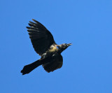 Common Grackle - Quiscalus quiscula