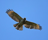 Red-shouldered Hawk - Buteo lineatus (immature)