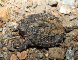 Snapping Turtle - Chelydra serpentina (baby)