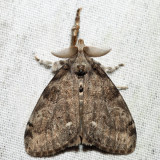 8316 - White-marked Tussock Moth - Orgyia leucostigma