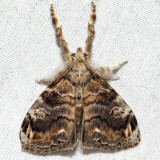 8314 – Definite Tussock Moth – Orgyia definita