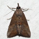 8465 - Green Cloverworm Moth - Hypena scabra