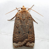 11029  Greater Red Dart  Abagrotis alternata