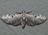 7474 - Common Eupithecia - Eupithecia miserulata (f)