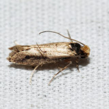 0392 – Tinea apicimaculella