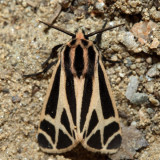 8169  Harnessed Tiger Moth  Apantesis phalerata