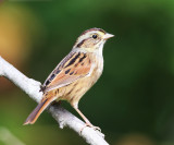 Swamp Sparrow - Melospiza georgiana 