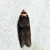 1162 – Acorn Moth – Blastobasis glandulella