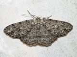 6597  Small Engrailed  Ectropis crepuscularia 