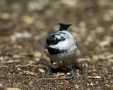 Black-capped Chickadee - Poecile atricapillus (luecistic)