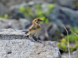 Lapland Longspur - Calcarius lapponicus