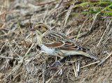 Lapland Longspur - Calcarius lapponicus