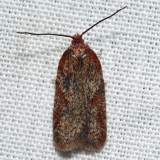 Acleris sp.