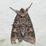 9980  Acadian Sallow  Xylotype arcadia