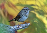 Lincolns Sparrow - Melospiza lincolnii 