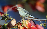 Yellow-rumped Warbler - Setophaga coronata (eating poison ivy berries)