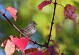 Lincolns Sparrow - Melospiza lincolnii