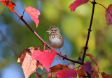 Lincolns Sparrow - Melospiza lincolnii