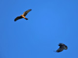 Northern Harrier mobbed by crows