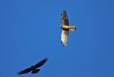 Northern Harrier mobbed by crows