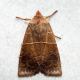 9936  Morrisons Sallow  Eupsilia morrisoni