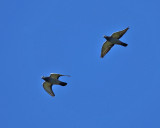 Rock Pigeon - Columba livia