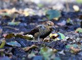 Rusty Blackbird - Euphagus carolinus