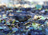 Rusty Blackbird - Euphagus carolinus