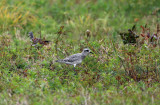 Black-bellied Plover - Pluvialis squatarola