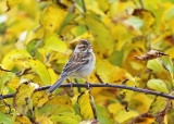 Clay-colored Sparrow - Spizella pallida