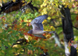 Northern Harrier - Circus cyaneus