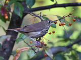 Hermit Thrush - Catharus guttatus