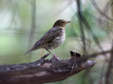 Swainson's Thrush - Catharus ustulatus