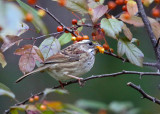 White-throated Sparrow - Zonotrichia albicollis