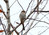 White-crowned Sparrow - Zonotrichia leucophrys