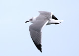 Laughing Gull - Leucophaeus atricilla