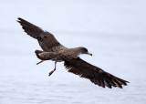 Corys Shearwater - Calonectris borealis