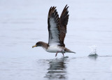 Corys Shearwater - Calonectris borealis