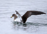 Corys Shearwater - Calonectris borealis