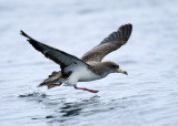 Corys Shearwater - Calonectris borealis