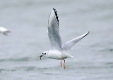 Bonapartes Gull - Chroicocephalus philadelphia