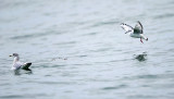 Bonaparte's Gull - Chroicocephalus philadelphia