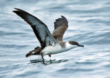 Great Shearwater - Puffinus gravis