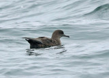 Sooty Shearwater - Puffinus griseus