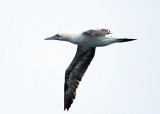 Northern Gannet - Morus bassanus