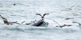 Humpback Whale - Megaptera novaeangliae