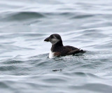 Atlantic Puffin - Fratercula arctica